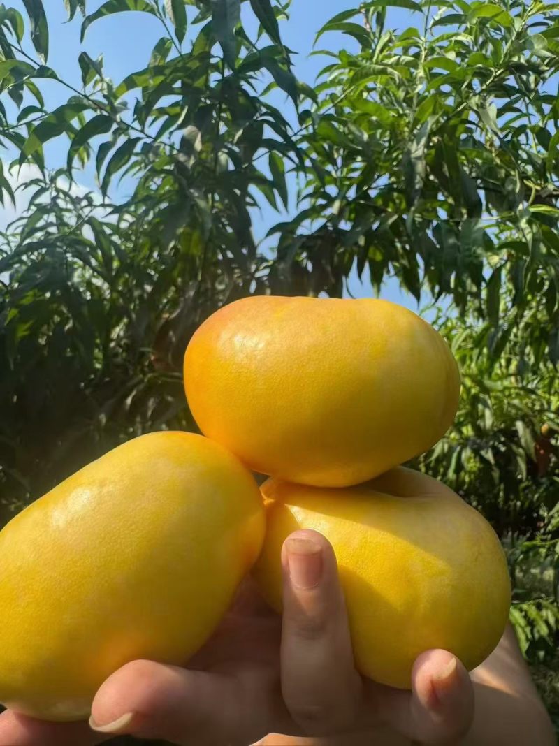 黄蟠桃7-7