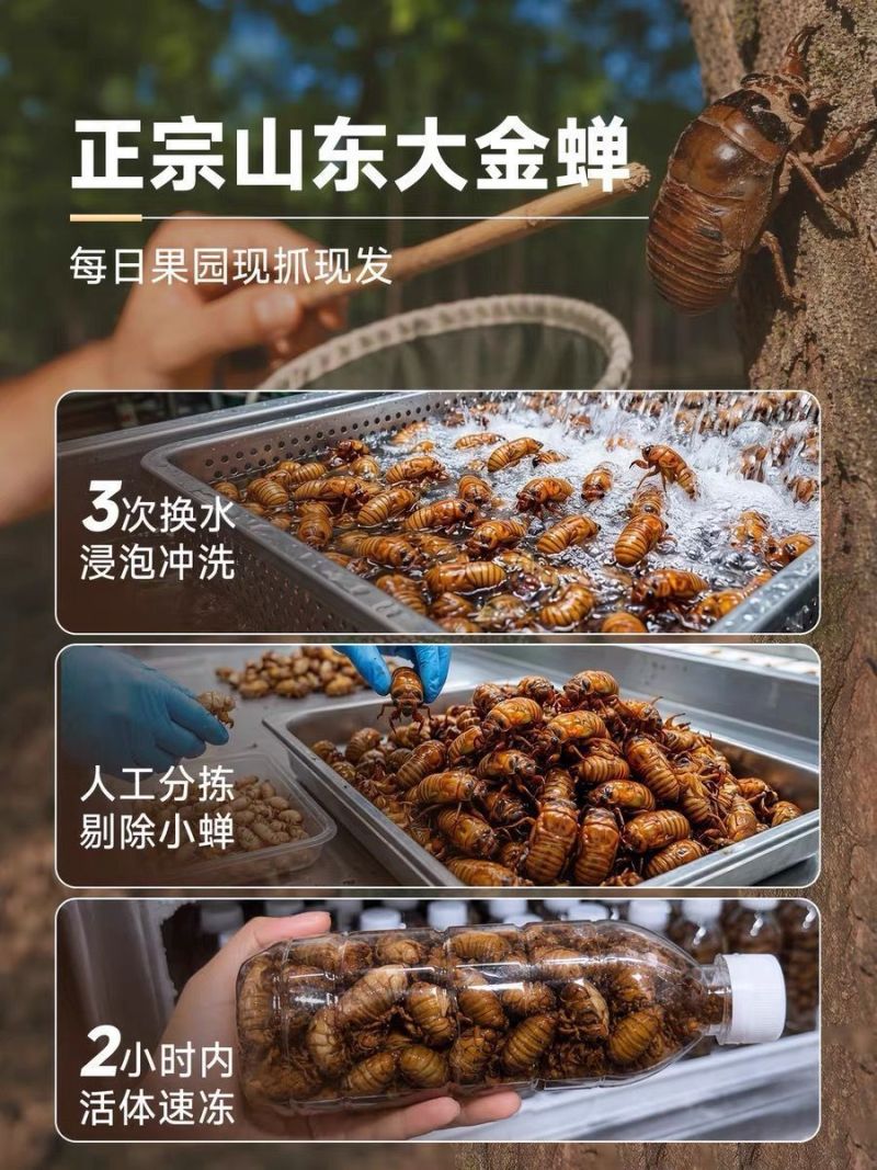 顺丰速度2026年野生新货炸爬叉金蝉知了猴爬叉现抓速发