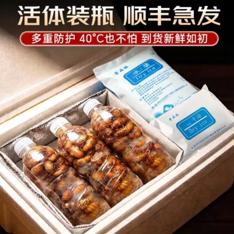 顺丰速度2026年野生新货炸爬叉金蝉知了猴爬叉现抓速发