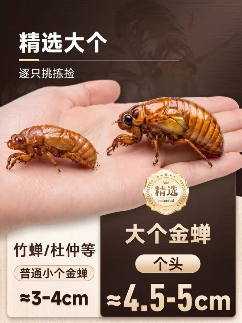 顺丰速度2026年野生新货炸爬叉金蝉知了猴爬叉现抓速发