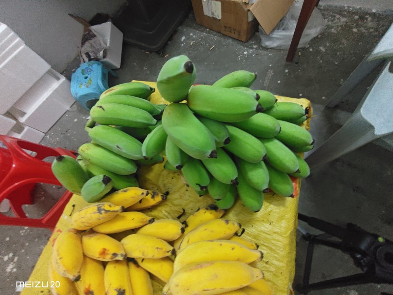 广东粉蕉价格便宜，量大，可以发整车，一件代发
