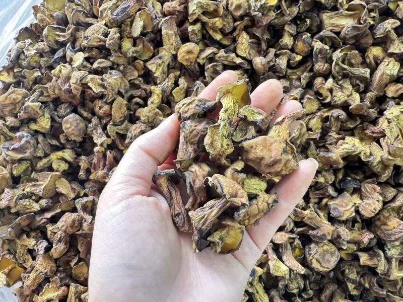 各类菌菇大量现货