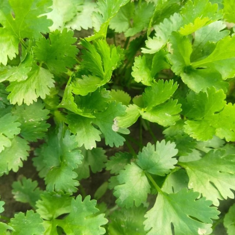小叶香菜