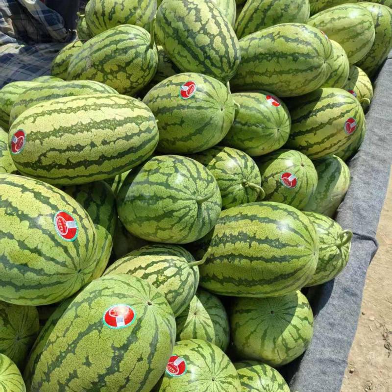 （硒砂瓜）宁夏中卫石头瓜丶产地直发整车批发大吨位供应