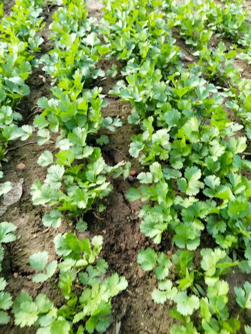 小叶香菜
