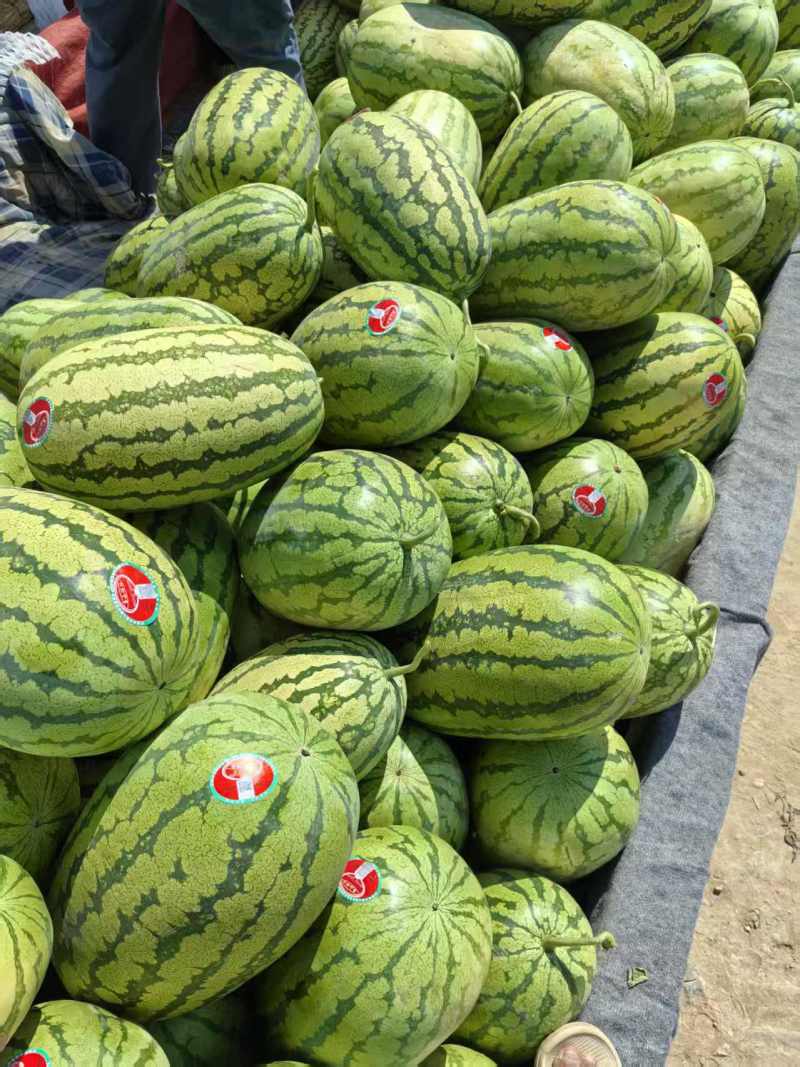 （硒砂瓜）宁夏中卫石头瓜丶产地直发整车批发大吨位供应
