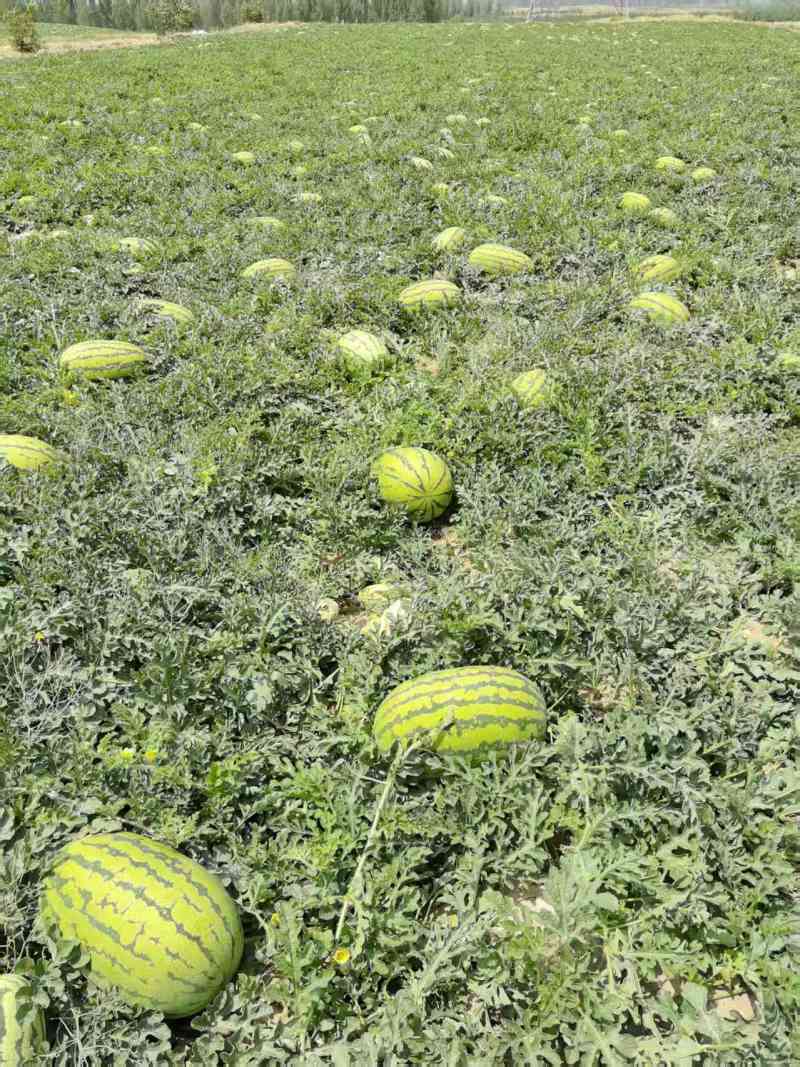 （硒砂瓜）宁夏中卫石头瓜丶产地直发整车批发大吨位供应