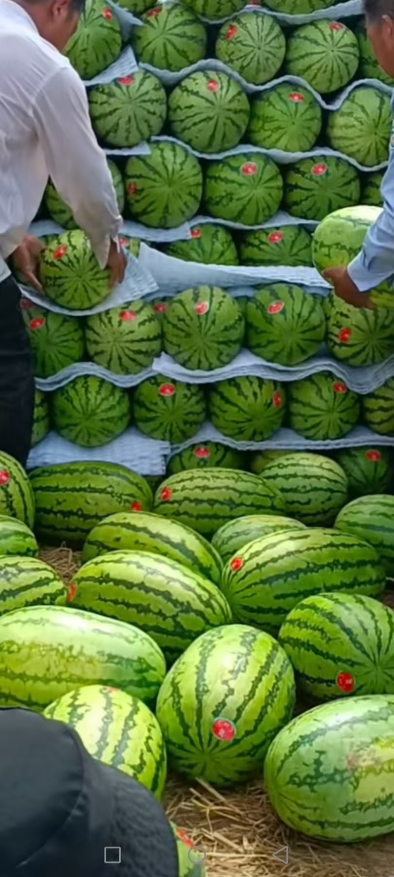 （硒砂瓜）宁夏中卫石头瓜丶产地直发整车批发大吨位供应