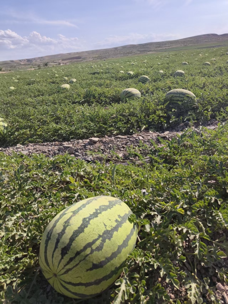 （硒砂瓜）宁夏中卫石头瓜丶产地直发整车批发大吨位供应
