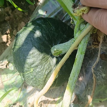 80亩贝贝南瓜