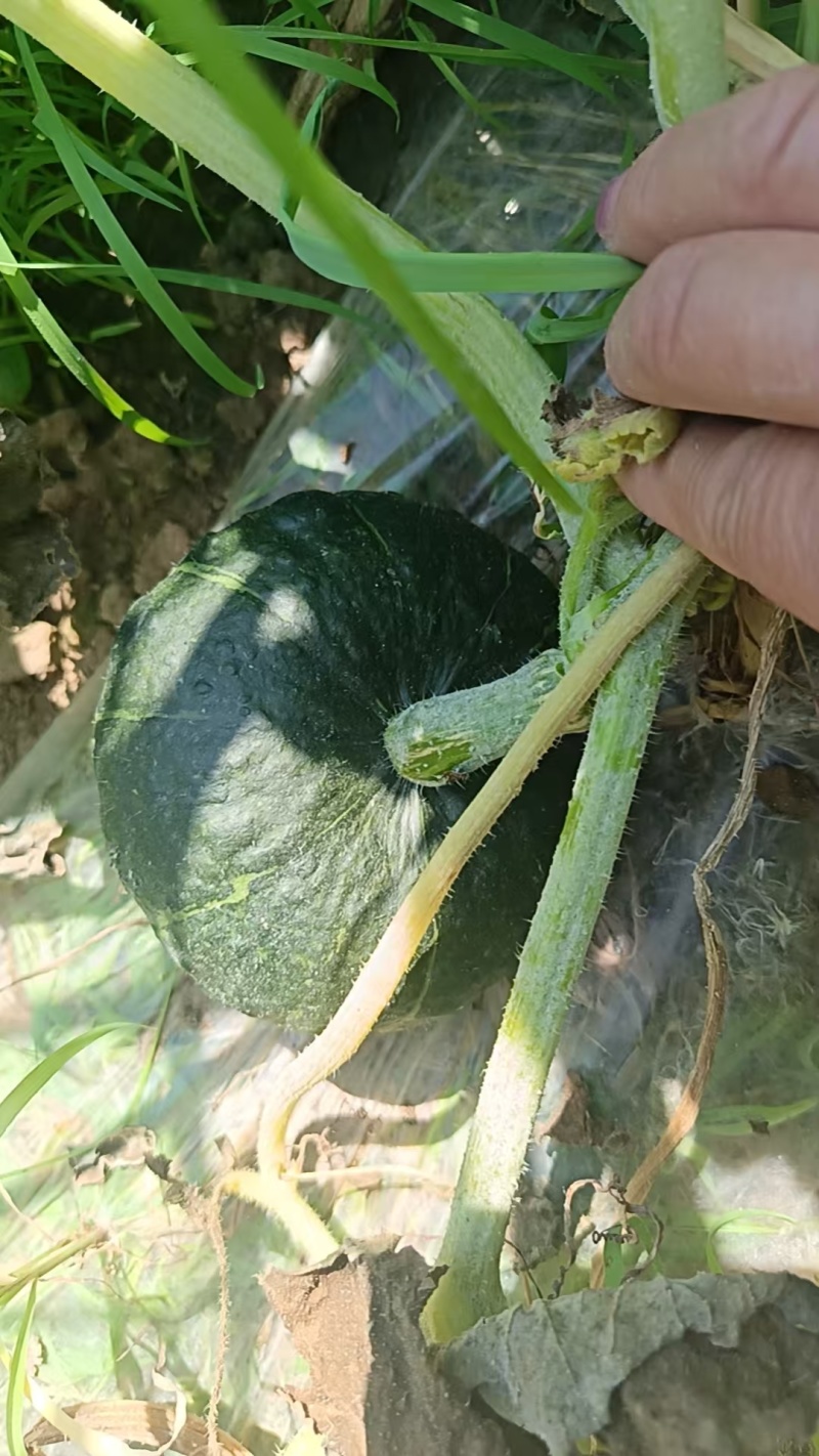 80亩贝贝南瓜