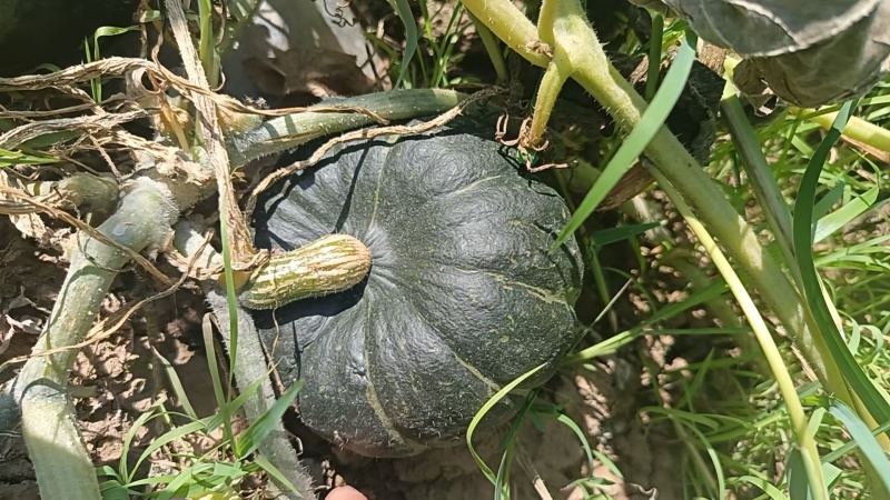 80亩贝贝南瓜