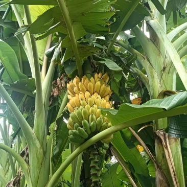 海南芭蕉批发价
