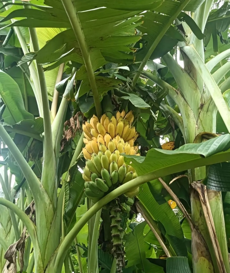 海南芭蕉批发价