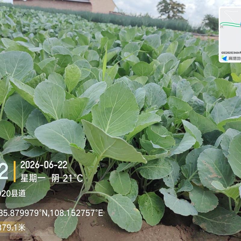 包菜苗批发