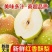 河北新梨7号大量上市中，口感脆甜多汁，量大优惠
