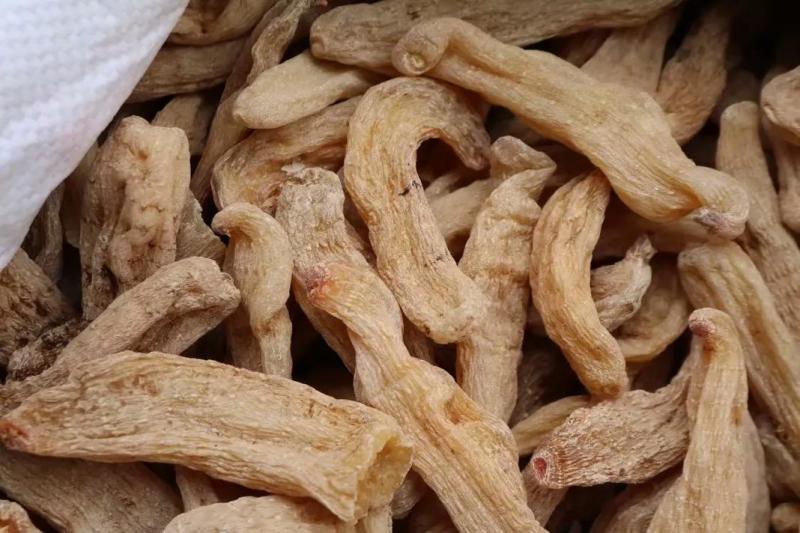 红杆红头天麻赤箭珍品，原生态山林名贵药材