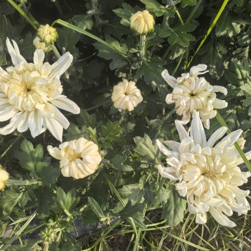 山西临汾菊花基地，直采全网***。
