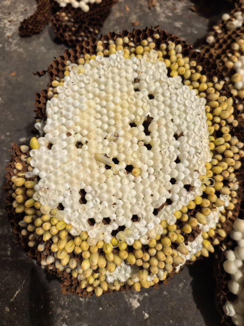 蜂蛹