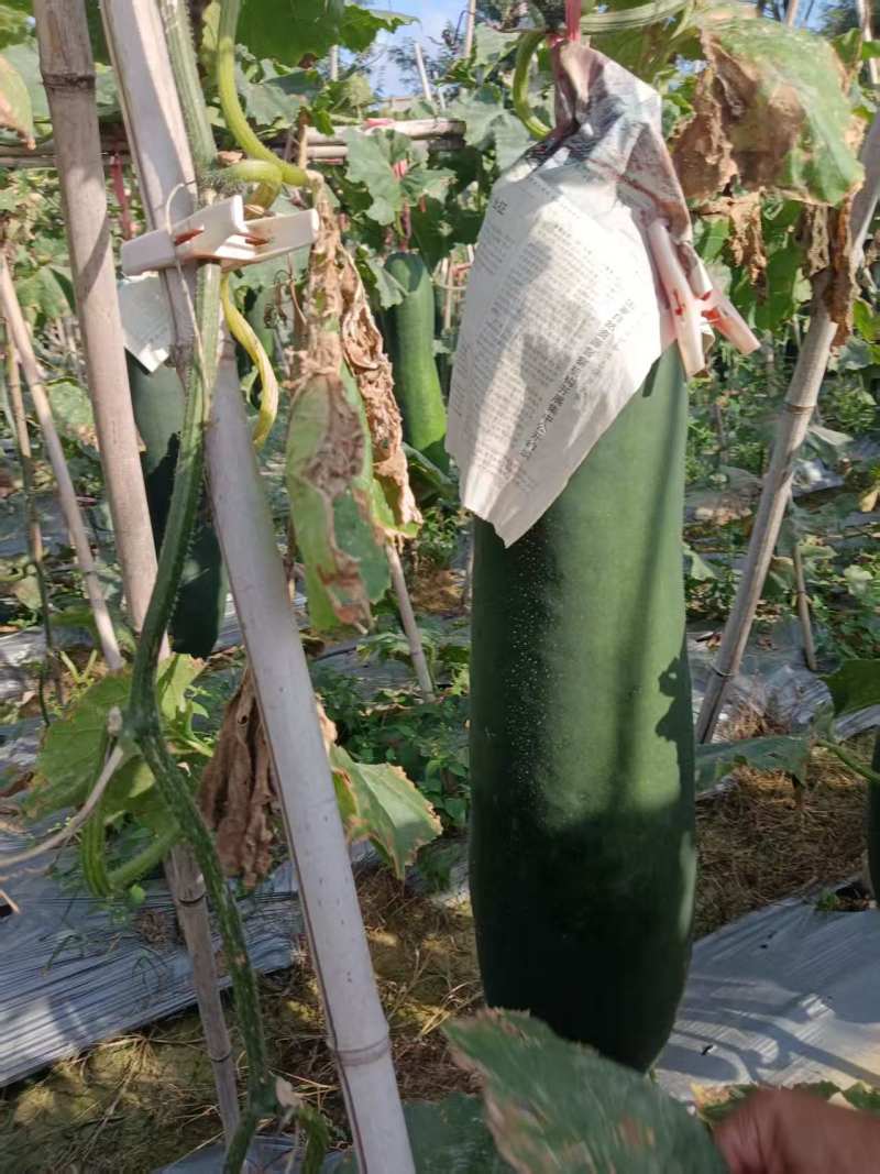 蔬菜代购