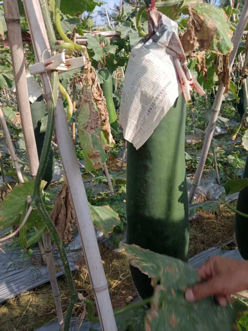 蔬菜代购