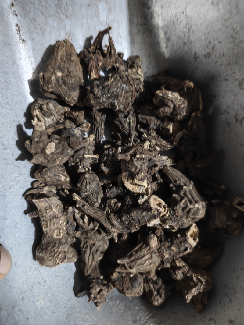 乌头干品一公斤起售欢迎大家下单产地江油