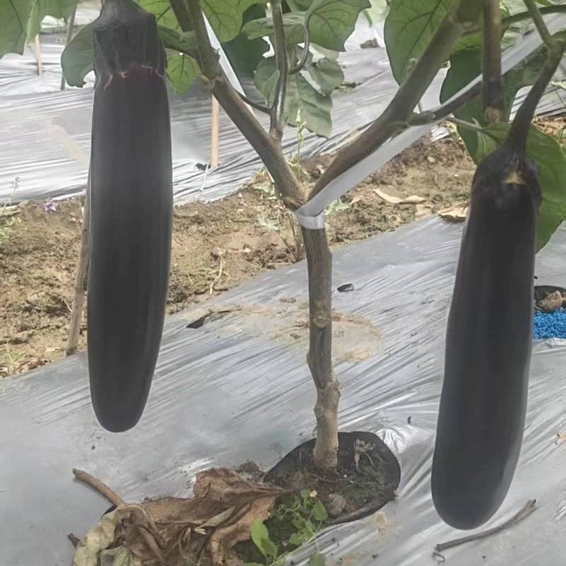 贵州烧烤茄，价格优惠，