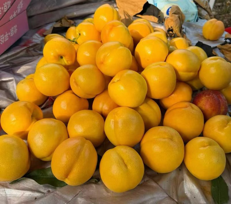 平谷黄油桃