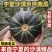 宁夏沙漠贝贝产地直供品质精品包粉包甜无水瓜大量供货