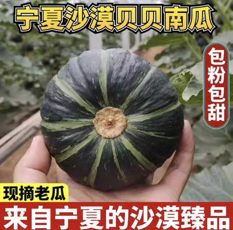 宁夏沙漠贝贝产地直供品质精品包粉包甜无水瓜大量供货