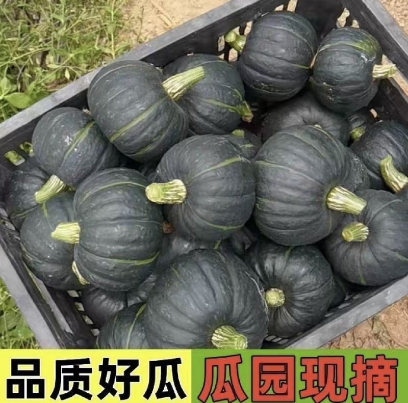 宁夏沙漠贝贝产地直供品质精品包粉包甜无水瓜大量供货