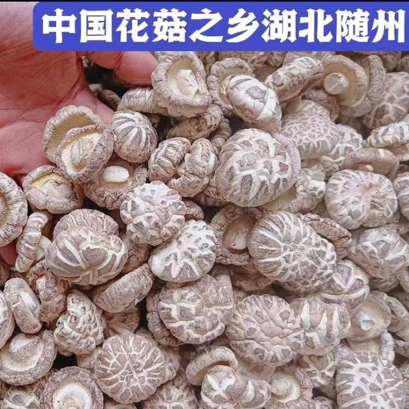 湖北白花菇随州产地一手好货规格全对接各级客商按需配
