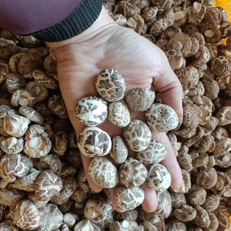 精品茶花菇干菇品质优基地直供可视频看货欢迎咨询来