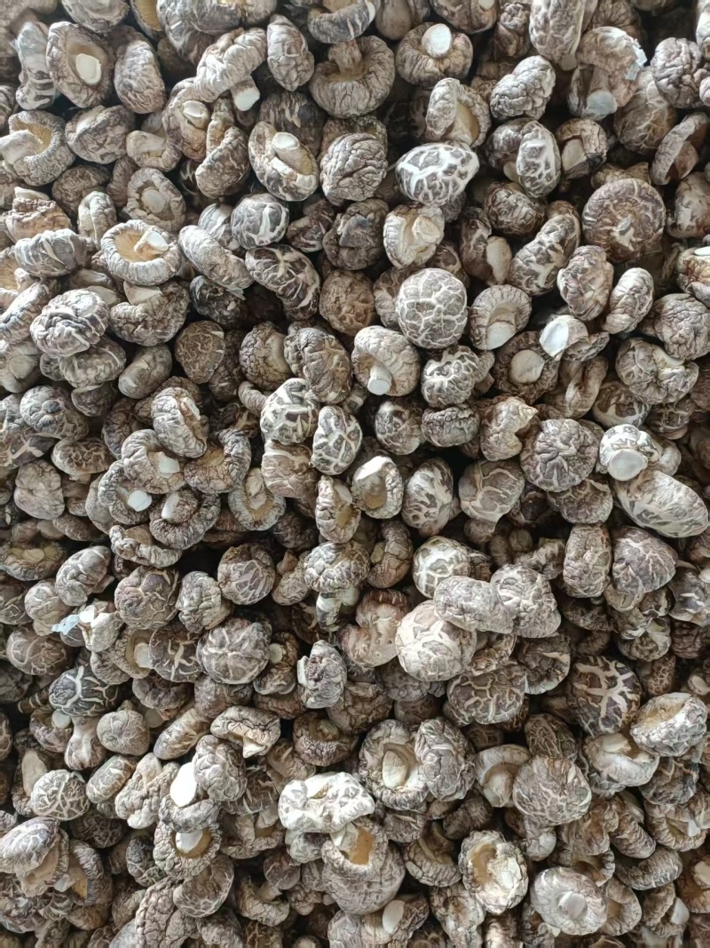 精品茶花菇干菇品质优基地直供可视频看货欢迎咨询来