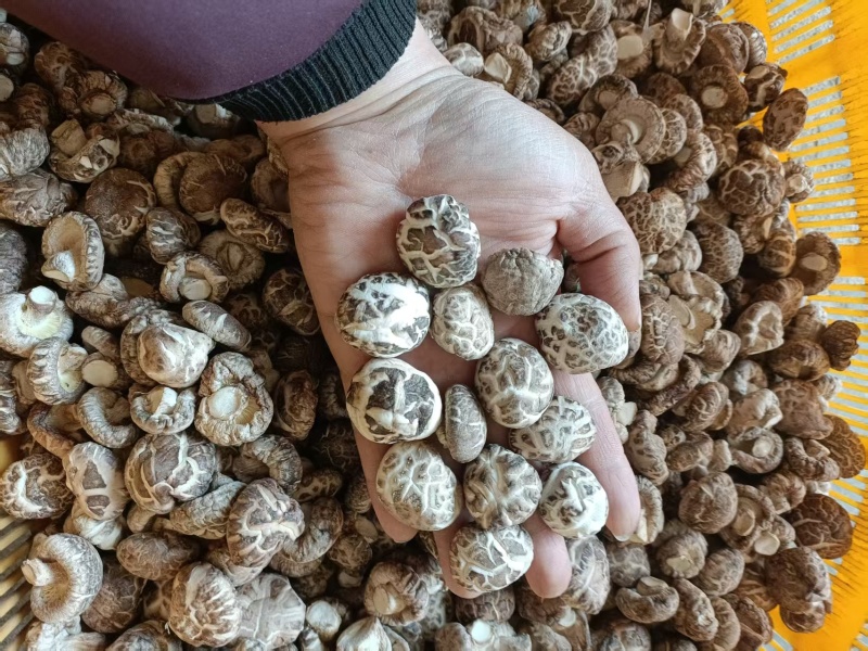 精品茶花菇干菇品质优基地直供可视频看货欢迎咨询来