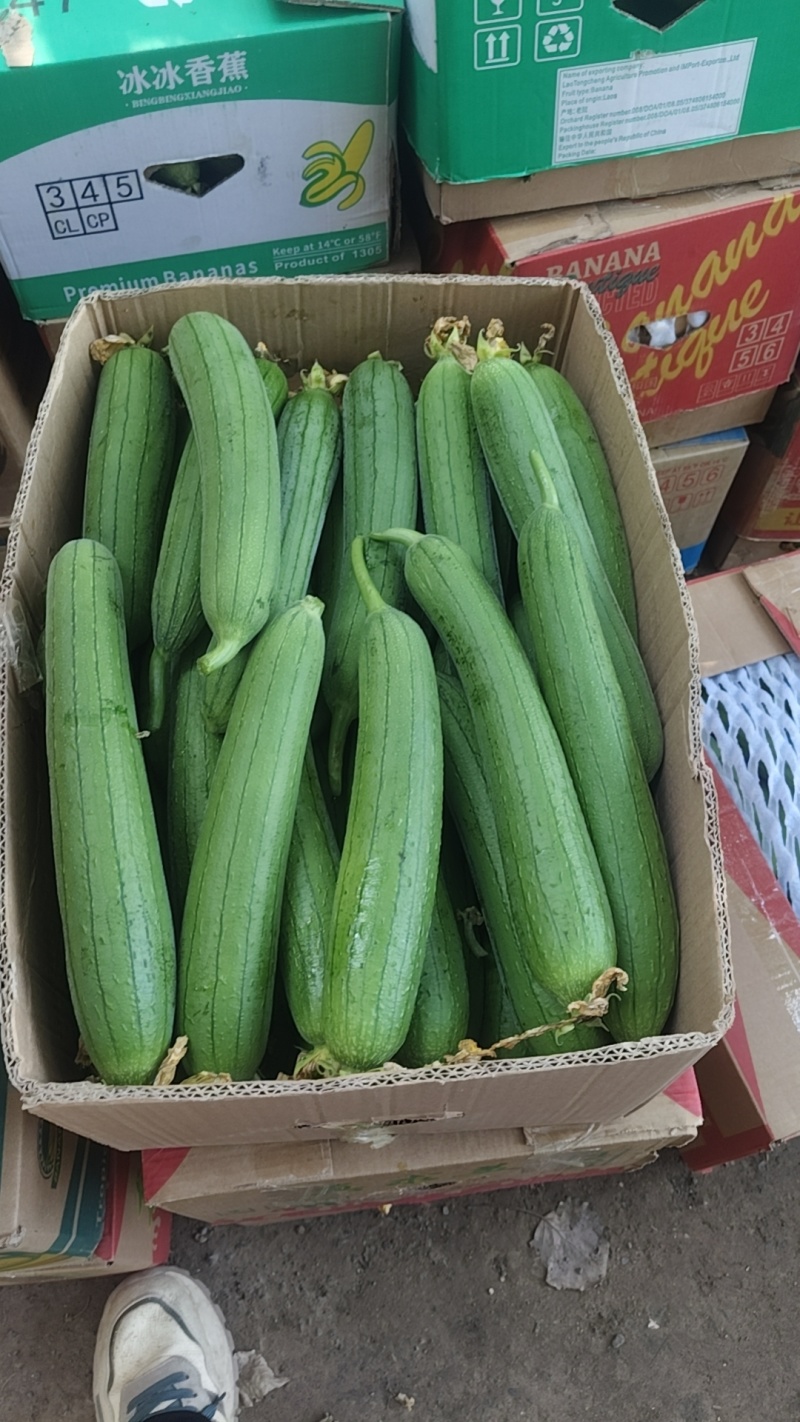 河南油皮丝瓜，大量上市，需要的联系吧，诚信经营