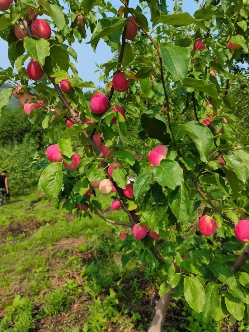 辽宁铁岭西丰县K9小苹果大量上市