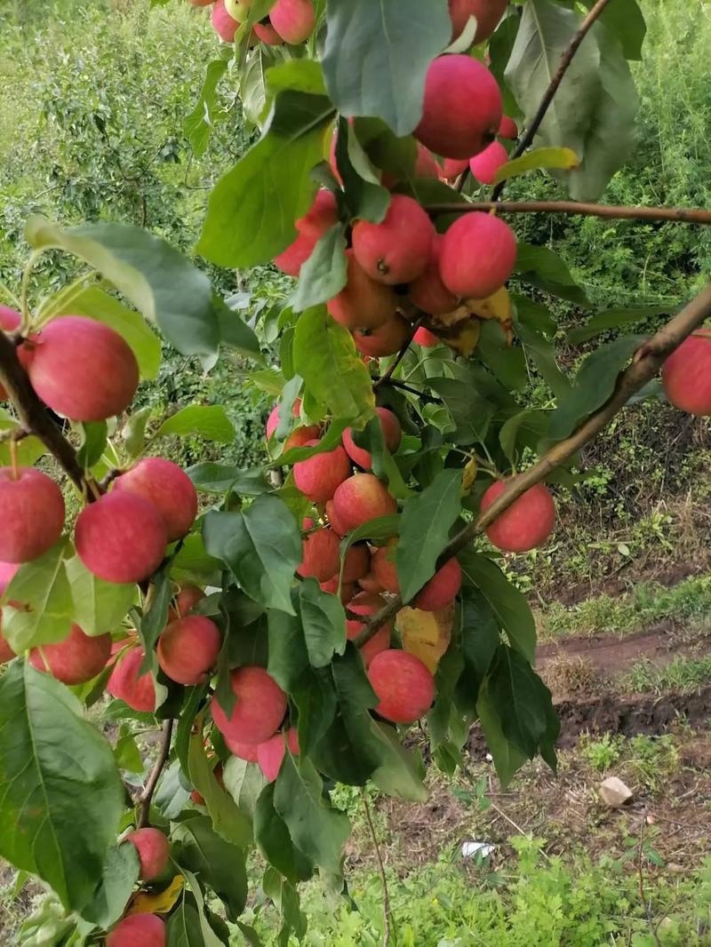 辽宁铁岭西丰县K9小苹果大量上市