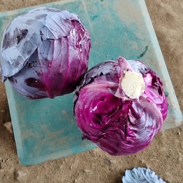 精品紫甘蓝颗行圆形状饱满统一质量保证