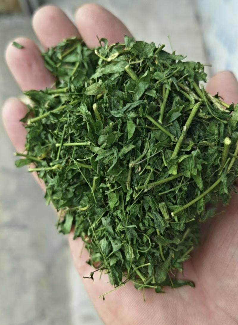 广西相思藤茶小叶鸡骨草茶鸡骨草叶藤相思叶茶