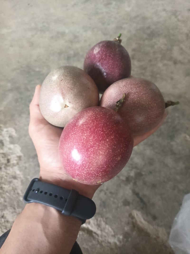 台农，桂台百香果