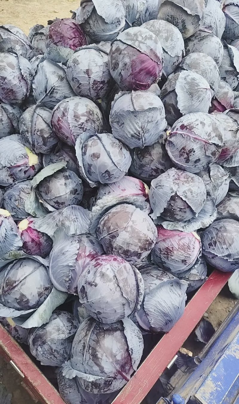 精品紫甘蓝颗行圆形状饱满统一质量保证