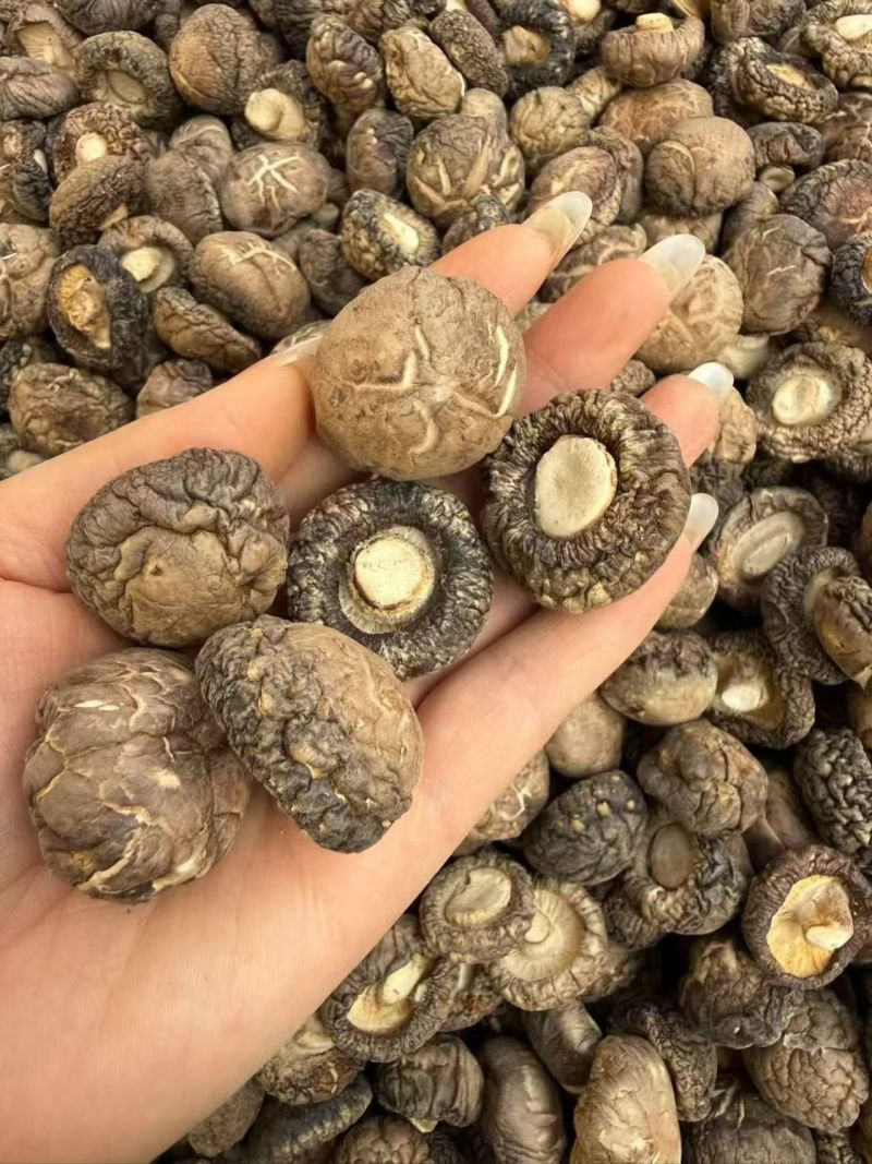 优质板菇货源足价格美对接各级客商按需配货可视频看货