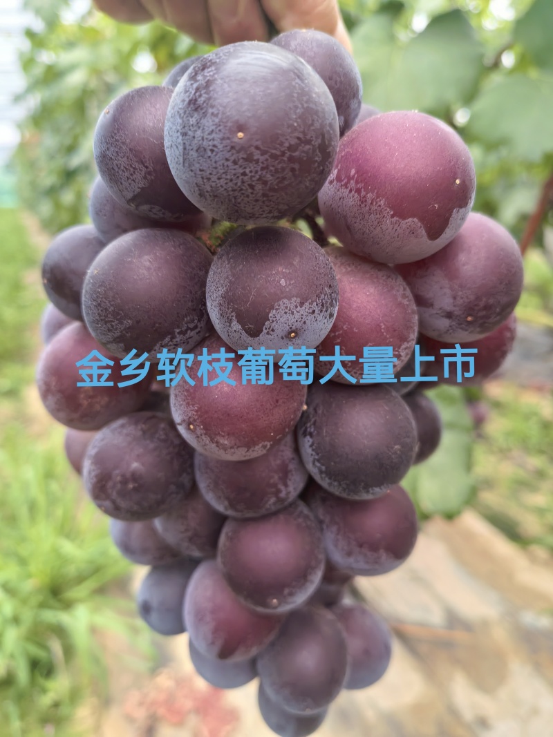 金乡葡萄大量上市