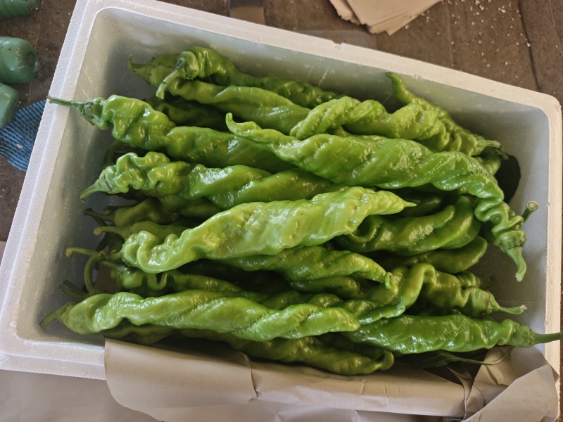 螺丝椒龙椒