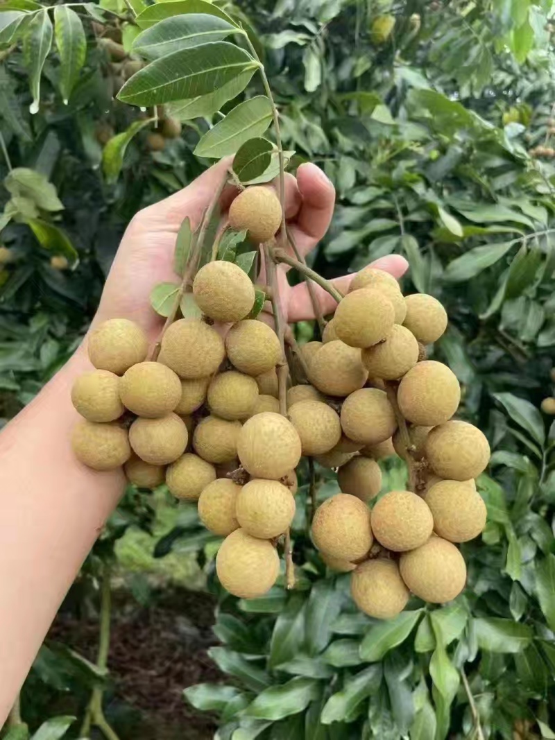 高州**石硖龙眼