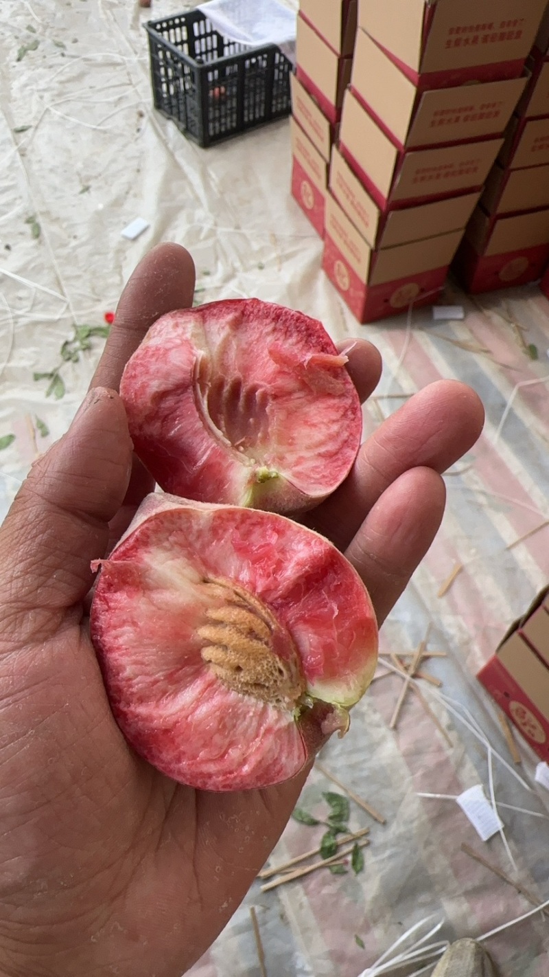 朱砂红血桃一件代发对接电商团购等产地直发诚信经营