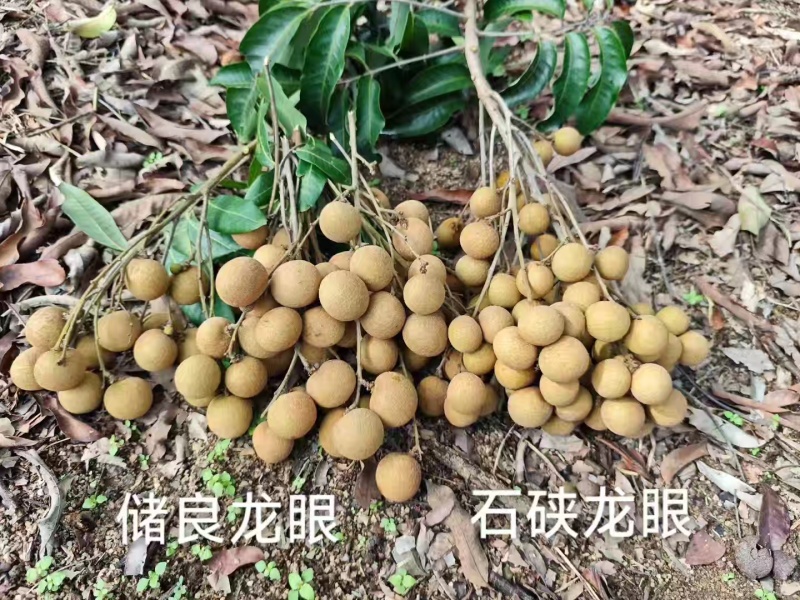 高州**储良龙眼
