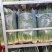 精品小葱香葱产地供应量大从优质量保证26年