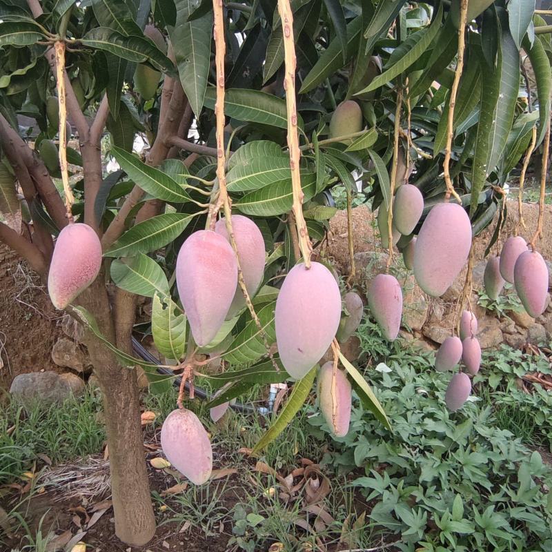 攀枝花米易贵妃芒果